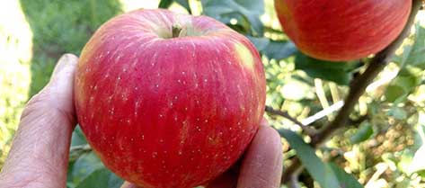 Pick your own Honeycrisp apples.