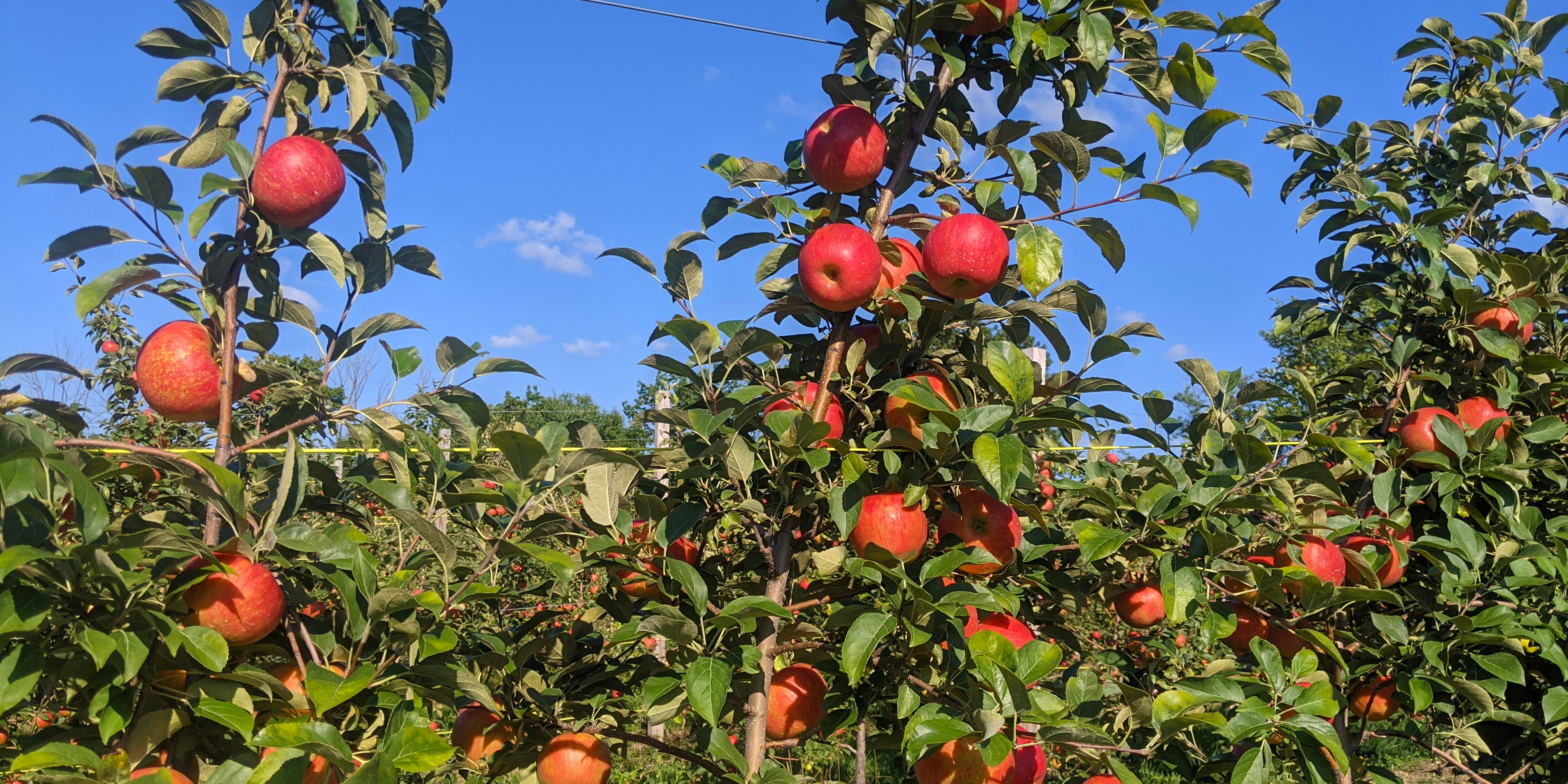 Scientists Get to the Core of the Honeycrisp Apple - Modern Farmer