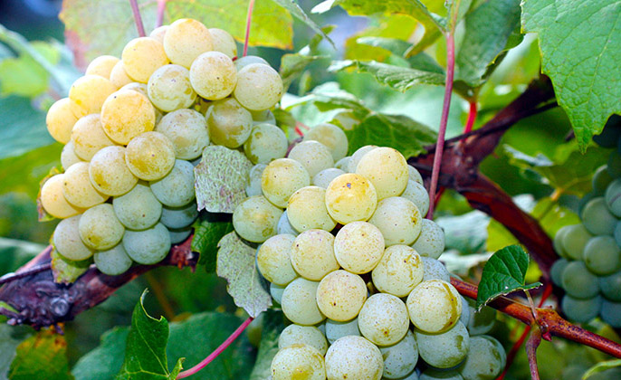 We have many kinds of PYO Grapes.