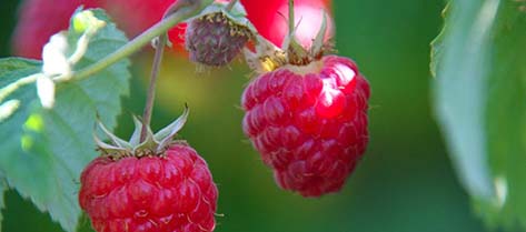 Red Raspberries are a tasty treat for all ages.