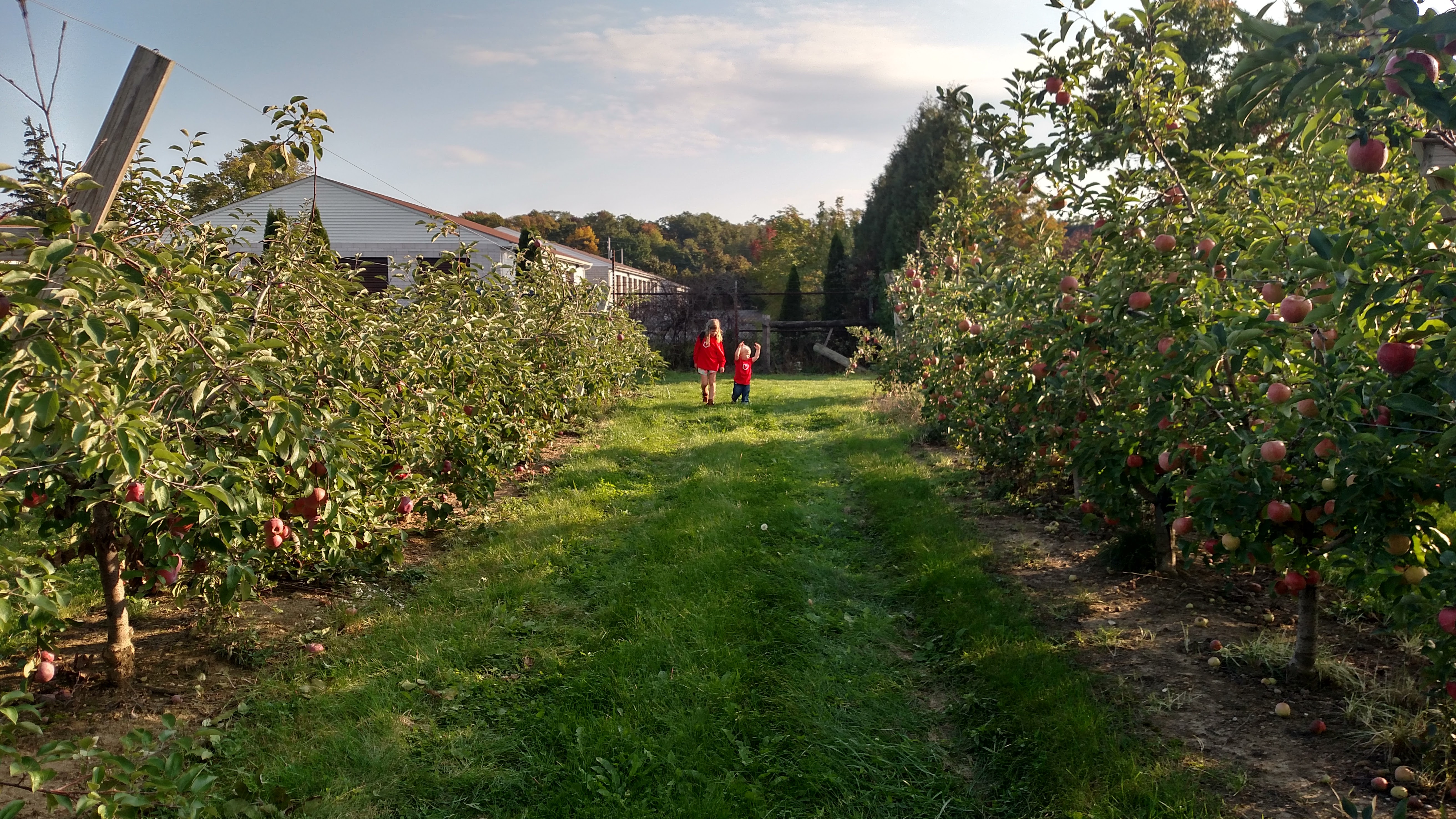 We offer about 10 varieties of apples to pick-your-own.